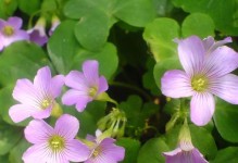 了解酸浆草的种类、特点及用途（了解酸浆草的种类、特点及用途）