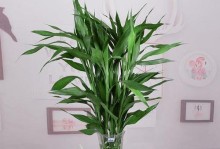 客厅花草养护指南（打造室内绿色空间，提升生活品质）