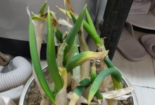 由土载植物向水培的转变（解密水培栽培植物的秘密，探索绿色生活的新趋势）