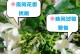 睡莲之夜（探秘睡莲花的神秘夜生活）