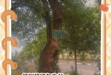 柘树种子的种植方法与技巧（从选种到培育，助你成功种植柘树）