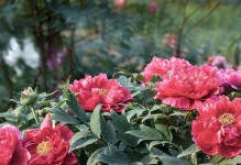 牡丹种子的种植方法（育种技巧、耐心与爱心是关键）