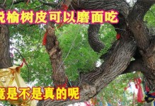 吃榆树树皮的益处与危害（探索榆树树皮的营养价值及潜在风险）