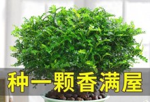 清香木施肥方法（打造健康而美丽的清香木，选择合适的肥料非常重要）