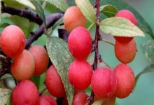 郁李是哪种植物？——解读郁李的生长习性和分类（探究郁李的生长环境、树形特征、分布范围与分类）