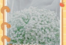 满天星花谢了怎么办——细致呵护延长花期（关键步骤让满天星绽放更久，别让花儿轻易凋谢）