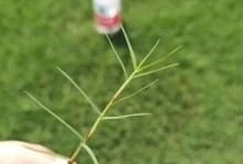 如何种植绿化草坪？（全面指导，从选择种子到草坪养护，轻松打造美丽草坪。）