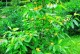黄桷兰花的养护方法（花谢后怎么处理，让黄桷兰持久鲜艳）