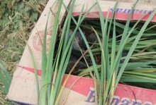 探讨以马蔺盆栽的种植方法和技巧（从种子到成株，打造美丽的马蔺盆栽）