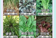 三叶草的成长奥秘（探究三叶草的生长过程与繁殖方式）