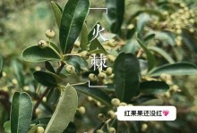 刺玫果的神奇功效与作用（探寻刺玫果的健康秘密，助您更健康地生活）