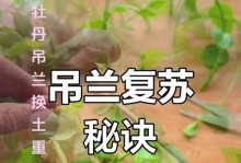 如何处理秋天吊兰黄叶子问题（秋天养吊兰技巧与经验分享）