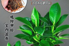 绿公主是金钻（为你的绿公主提供全方位的护理，让其长成健康活力的美丽宠物）