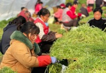 芦蒿生长环境揭秘（从土壤到气候，一探芦蒿生长之谜）