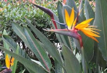 鹤望兰开花时间解析（探究鹤望兰开花周期及花期特点）