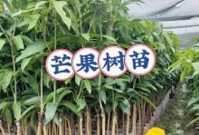 芒果生长周期详解（季节开花结果，芒果的四季之美）