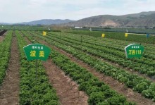 如何种植球生菜？（球生菜种植的时间、方法和注意事项）