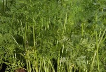 白萝卜种植时间与方法（掌握最佳种植时间，成功收获美味白萝卜）