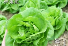 生菜种子种植指南（从种子购买到收获全程解析，让你轻松种出健康的生菜）