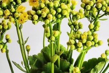 长寿花叶子发黄的原因及处理方法（解决长寿花叶子发黄的简易方法，让你的植物焕发新生）