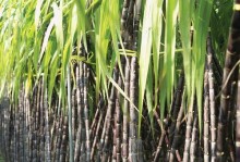 甘蔗的生长环境及适宜种植的地区（探究甘蔗在不同气候和地理环境下的生长状况和适宜种植区域）