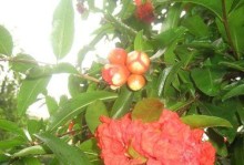 石榴树开花结果及花期时间详解（了解石榴树开花结果及花期时间，让您更好地种植石榴树）