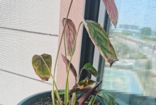 飞羽竹芋开花全攻略（探寻飞羽竹芋开花的神秘面纱，看看它盛开的模样）