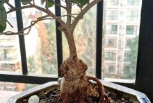 以土怎么混土种榕树盆（打造健康榕树盆的土壤配方及培养方法）