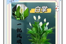 水培白掌叶子下垂变软的解决方法（教你如何恢复水培白掌的叶子状态）