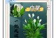 水培白掌叶子下垂变软的解决方法（教你如何恢复水培白掌的叶子状态）