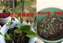 夏季绿萝（轻松打造清凉舒适的绿色家居）