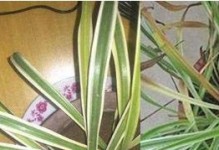 探究吊兰叶片顶部发黑原因及处理方法（解决吊兰叶片顶部发黑的技巧与注意事项）