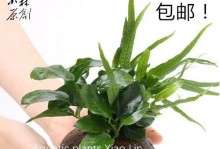 水榕繁殖的方法及注意事项（掌握正确的繁殖技巧，让水榕茁壮成长）