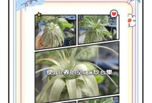 风梨花修剪的技巧与方法（打造美丽花坛的秘诀）