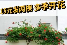 凌霄开花期的科学施肥技巧（提升凌霄开花效果的关键肥料选择和施肥方法）
