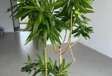 百合花叶子变黄了怎么办（百合花叶子变黄的原因及处理方法）