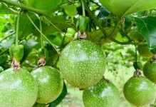 百香果生长的环境与要求（探究百香果生长的土壤、气候、水分等因素）