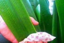过期啤酒能否浇花？（探究过期啤酒对植物的影响）