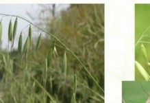 小麦是单子叶植物（探究小麦的生物特征）
