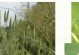 小麦是单子叶植物（探究小麦的生物特征）