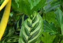 孔雀竹芋的冬季护理（了解如何避免孔雀竹芋在冬季冻死）