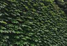 夏日的爬山虎（探索爬山虎夏季生长的奥秘）