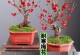 盆景梅花修剪的技巧与方法（打造优雅精致的盆景梅花，关键是修剪！）