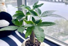 如何处理值太长的大发财树？（有效管理和修剪是关键）