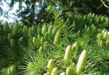 沙松是否为裸子植物？（探究沙松的种类和特征）