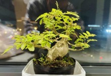 白蜡造型艺术的魅力与技巧（探索白蜡造型的无限创意及制作方法）