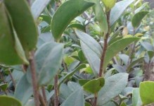 油茶开花不结果怎么办？15个有效方法让你解决烦恼（从养护到治理，教你如何应对油茶开花不结果的情况）