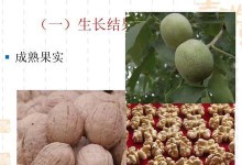 核桃的生长环境及分布情况（了解核桃生长地，促进核桃产业发展）