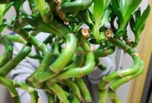 开业必备盆栽植物推荐（挑选开业盆栽植物的五大要点）