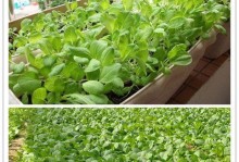 如何选择适合鸡毛菜的肥料？（为您揭秘鸡毛菜的肥料选择技巧）